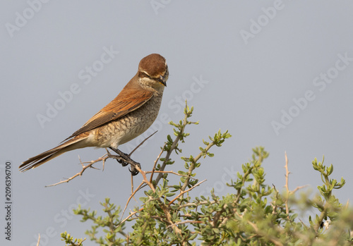 Red-backed shrike perched on bush at Saar, Bahrain