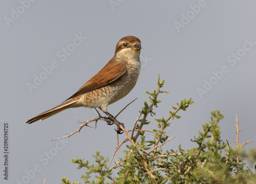 Red-backed shrike perched on green at Saar, Bahrain