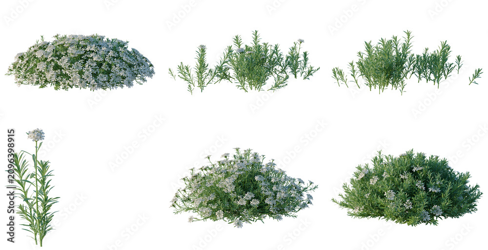 Fototapeta premium Set of Iberis sempervirens tree, elevation, front view, cutout, transparent background, isolate, Variety of Herb Shrubs - Rosemary, Lavender, and Other Garden Plants on Black Background