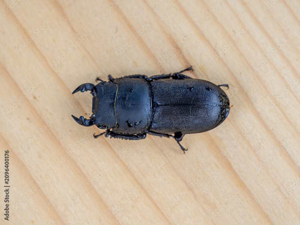 Fototapeta premium High-resolution macro photograph of a Dorcus parallelopipedus or Lesser Stag Beetle resting on a natural wooden surface