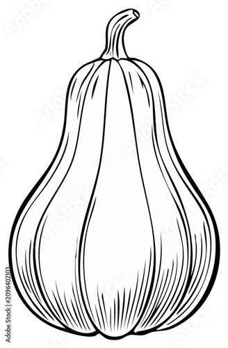 Ink drawing of a single butternut squash, autumn harvest food isolated