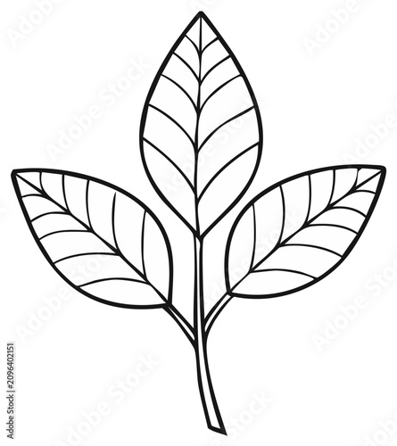 Three Leaves Drawing Simple Vector Illustration Elegant Botany Pattern
