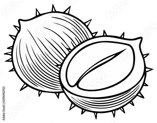 Ink illustration of horse chestnuts with a cut open to reveal the nut.