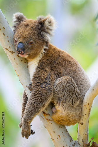 Photography A close up portrait of a koala (Phascolarctos cinereus) on Kangaroo Island in South Australia