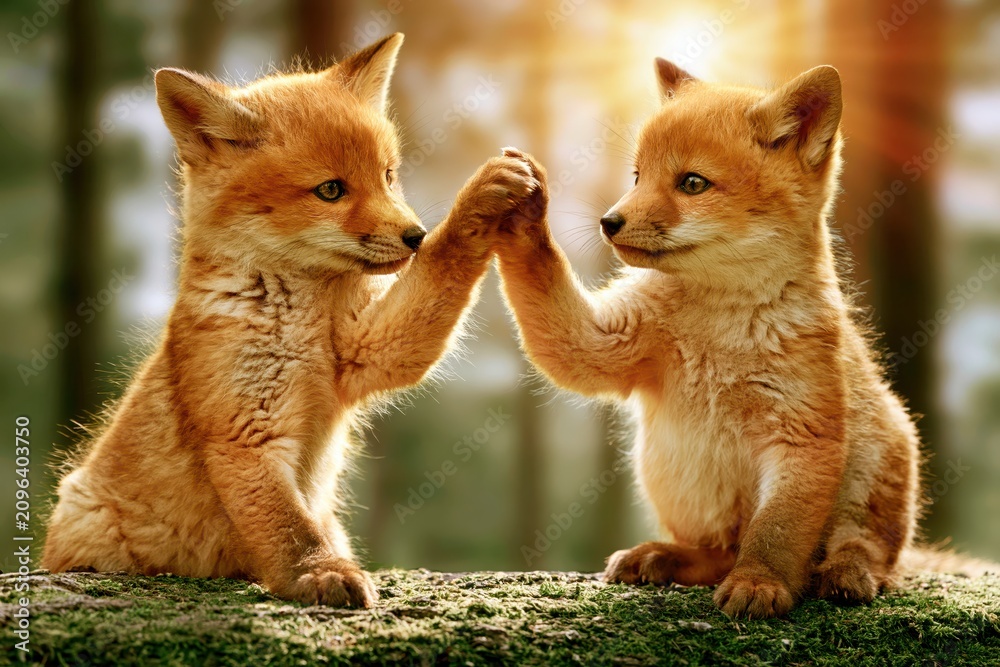 Obraz premium Two adorable fox cubs giving a high five in a sun-drenched forest clearing, showcasing friendship and nature's beauty.