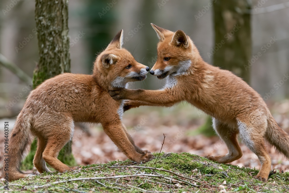 Obraz premium Two playful red fox cubs interacting and touching noses in a forest clearing with mossy ground.