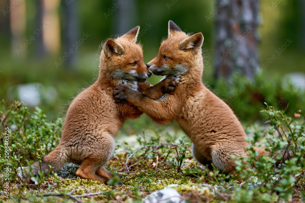 Obraz premium Adorable fox cubs playfully wrestling in a lush green forest, showcasing their wild nature and innocence.