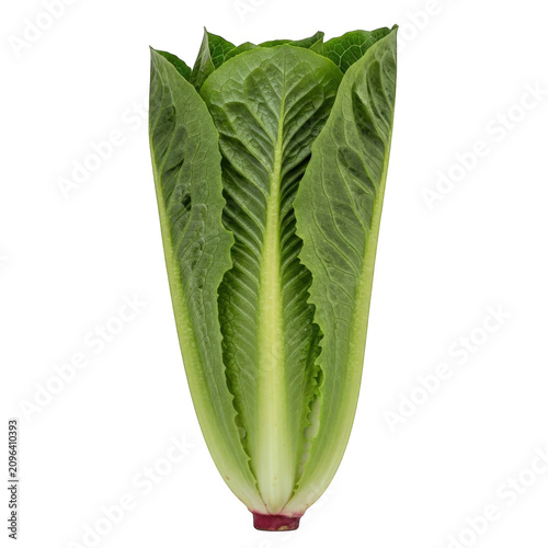 Fresh Romaine Lettuce, Green Leaves, Vegetable, Healthy Food