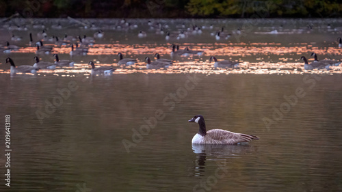 A flock of Canada Goose preying in water at dawn