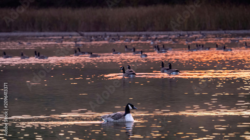 A flock of Canada Goose preying in water at dawn