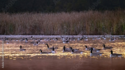 A flock of Canada Goose preying in water at dawn