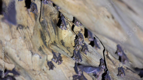 Foto Black-nest Swiftlet Colony Roosting on Limestone Cave Wall, Kinabatangan River,