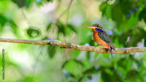 Rufous-collared Kingfisher (Actenoides concretus) perched on branch in Borneo rainforest, Kinabatangan River, Sabah, Malaysia