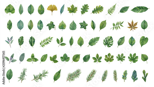 Print tree leaves greenery flora plants