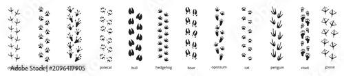 Tableau sur toile Animals footprint tracks