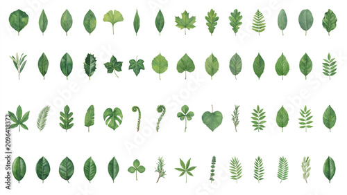 Handmade watercolor tropical leaves collections
