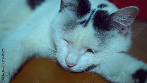 Close-up video of a lying black and white cat lying on the brown painted wooden floor of a house. Pet holidays during the hot season