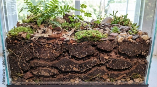 Ant Farm with Visible Colony and Elaborate Tunnel Network in Soil, Integrated with a Miniature Terrarium Ecosystem of Plants, Moss, and Leaves