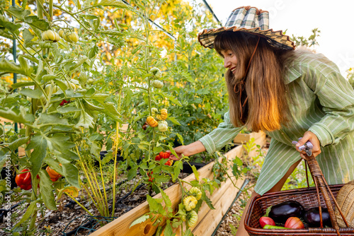 Cuadro en lienzo Woman Harvesting Heirloom Tomatoes in Raised Garden Bed