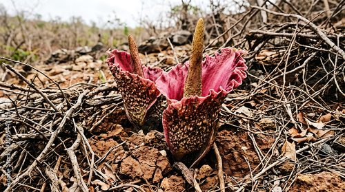 Two titan arum flowers emerging from soil