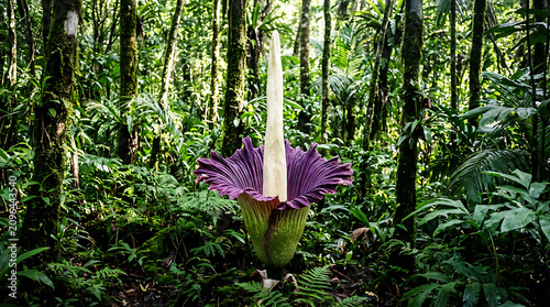 Vibrant purple orchid blooming in dense green forest