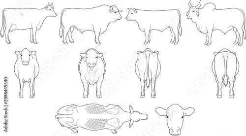 Slika na platnu Cattle Anatomy and Cow Line Art Vector Illustration Set with Multiple Orthograph
