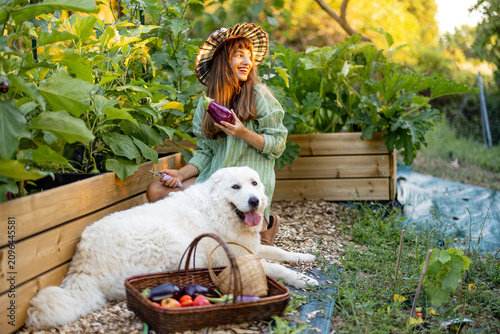 Woman Harvesting Eggplant in Raised Vegetable Garden