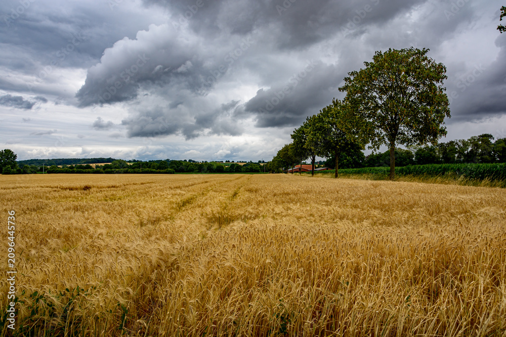 Obraz premium Coesfeld, North Rhine-Westphalia, Germany – July 13, 2026 – A spectacular golden barley field with a neat line of green trees on the right under heavy storm clouds