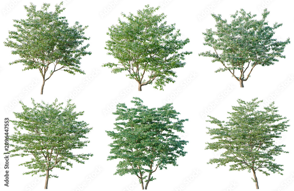 Fototapeta premium Set of Cornus kousa chinensis tree, elevation, front view, cutout, transparent background, isolate, Six Green Trees on Black Background - Digital Illustration for Design Projects