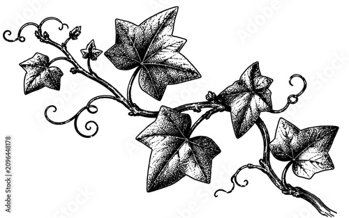 Elegant ivy vines with detailed leaves gracefully wind across the composition, offering a timeless botanical design inspired by vintage engraved artwork.