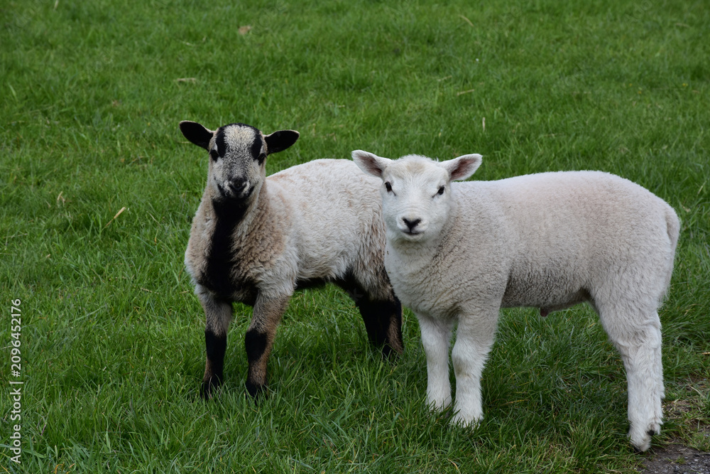 Fototapeta premium Pair of Soft Fuzzy Lamb in Rural Farm Pasture Environment