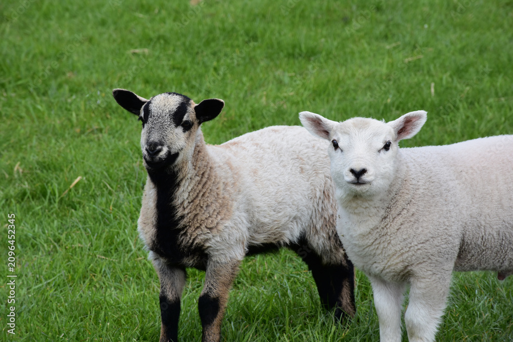 Fototapeta premium Baby Wooly Lambs Standing in English Countryside Meadow