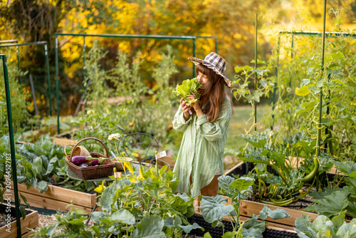 Woman Harvesting Fresh Lettuce in Raised Vegetable Garden