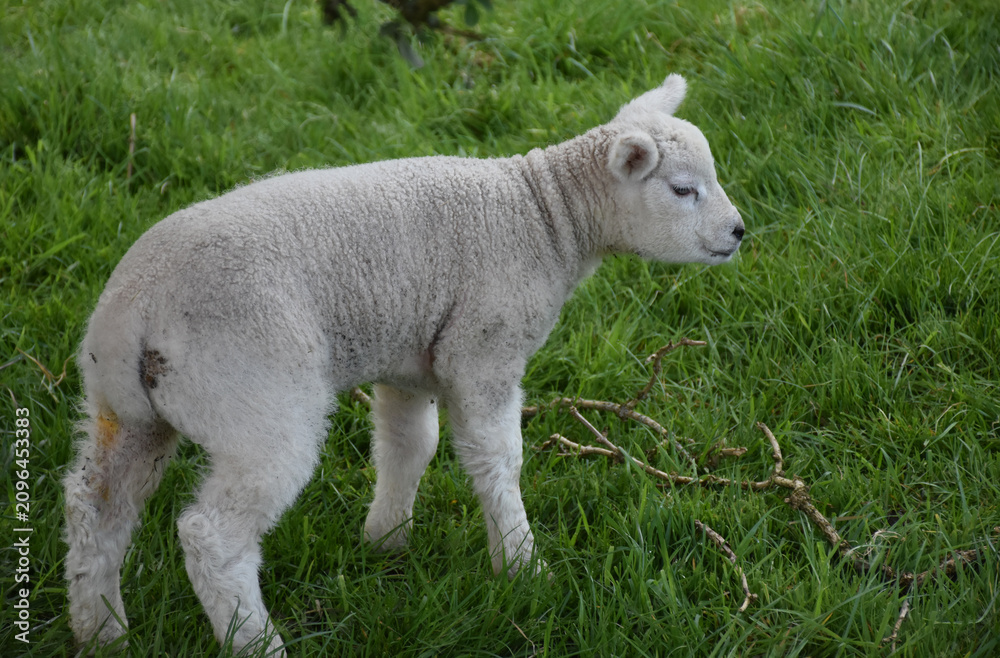 Obraz premium Cute Fuzzy Lamb Exploring Grassy Farm Pasture Area