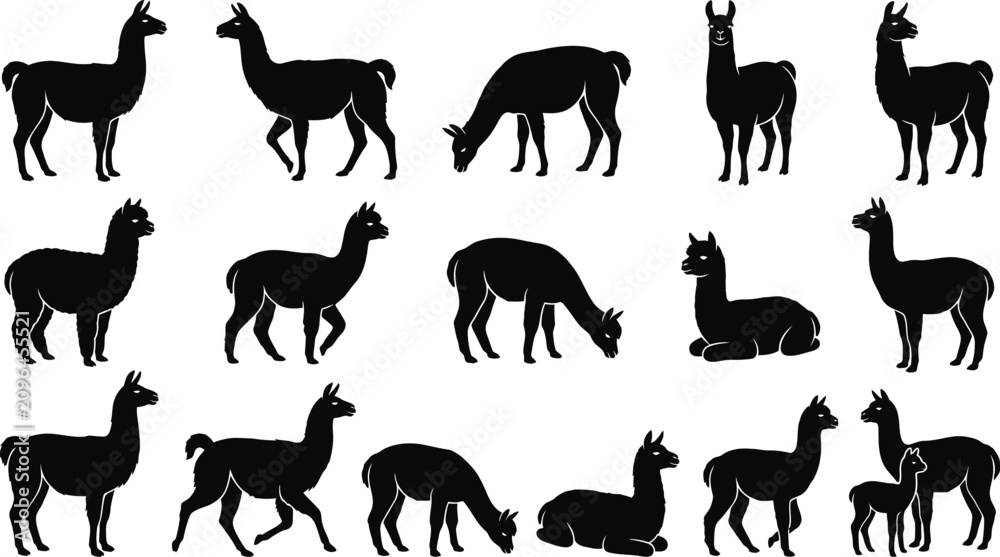Fototapeta premium Black alpaca silhouettes, llama icons, animal graphics, vector illustrations, wildlife collection