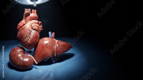 Human Heart Liver and Kidney Anatomical Organs Displayed for Medical Education on Surgical Table
