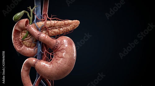 Human Digestive System Anatomical Medical Illustration Isolated on Black Background