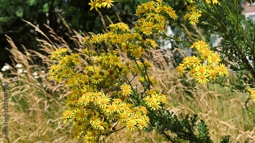 Close-up of yellow ragwort flowers with bees flying around on a sunny summer field
