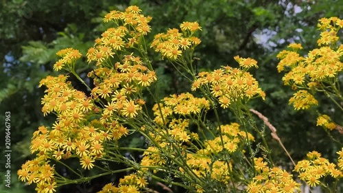 Close-up of bright yellow wildflowers blooming and swaying in the wind against green forest trees