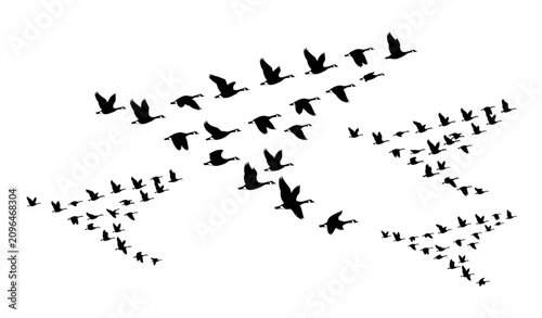 Flying Canada Goose Silhouette Collection Vector Design