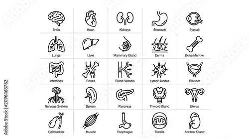 Set of human internal organs line icons with labels for medical, anatomy and healthcare education infographics
