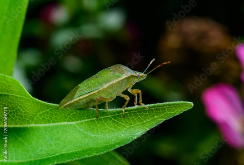 Obraz na płótnie The common green shieldbug (Palomena prasina), also known as the green stink bug
