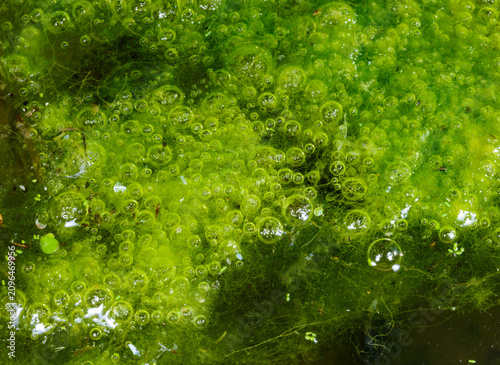 Quadro su tela Filamentous green algae of the genus Spirogyra (Spirogyra spp