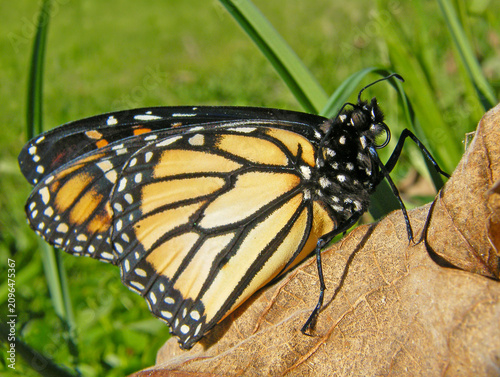 borboleta