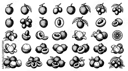 Quadro su tela Vintage tropical fruit and lychee vector illustration mega set featuring detaile