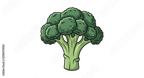 Healthy organic green broccoli head vector illustration with detailed florets and stalk isolated on a clean white background.