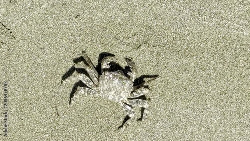 A close-up shot of a small crab crawling across the sand. Animal life in the wild.