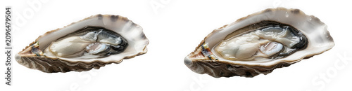 Fresh raw oyster in shell isolated on transparent background