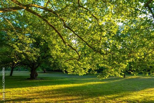 Bright sunlight shines through tree branches in a park during late afternoon hours in summer