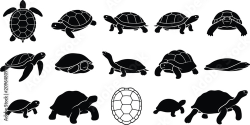 Photography Turtle and Tortoise Silhouette Vector Set of Marine and Land Reptiles for Nature